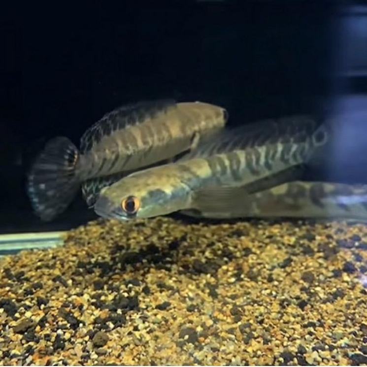 [CODEXS26] cana maru ys/yellow Sentarum kualitas mantap sortiran terbaik [XXI]