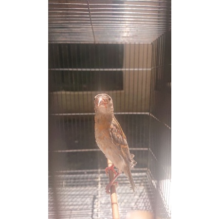 burung red siskin dilute paud jantan