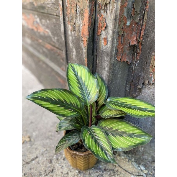 Tanaman Hias Calathea Bintang// Calathea Hidup -Tanaman hias hidup calathea Bintang