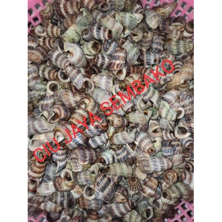 

(A-Y9Y-☎) KEONG NENEK BERSIH POTONG BUNTUT / KATANGLO BERSIH / CHAO LO / TUTUT / SIPUT SEDUT / KATANG LO siap dikirim
