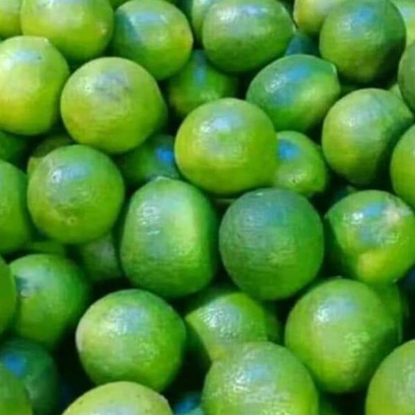 

BEST SELLER Jeruk nipis 1 kg ★ 887