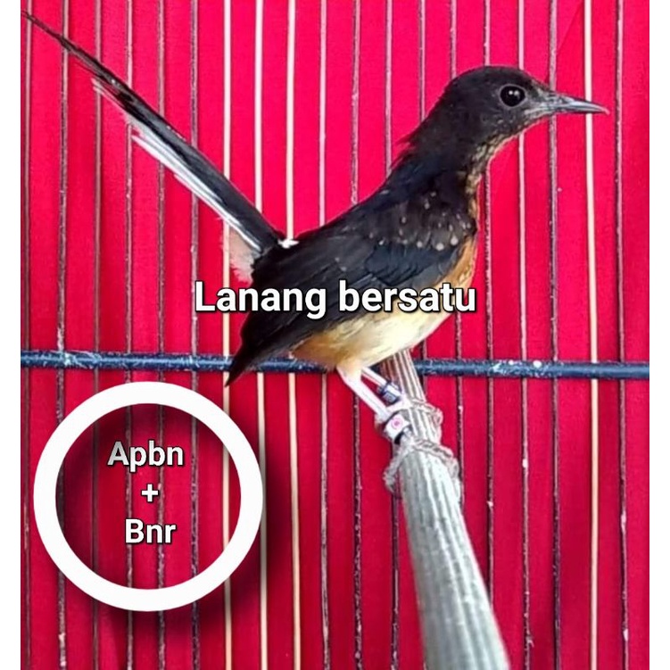 Burung murai trotol jantan ring Apbn+ Bnr sertifikat resmi