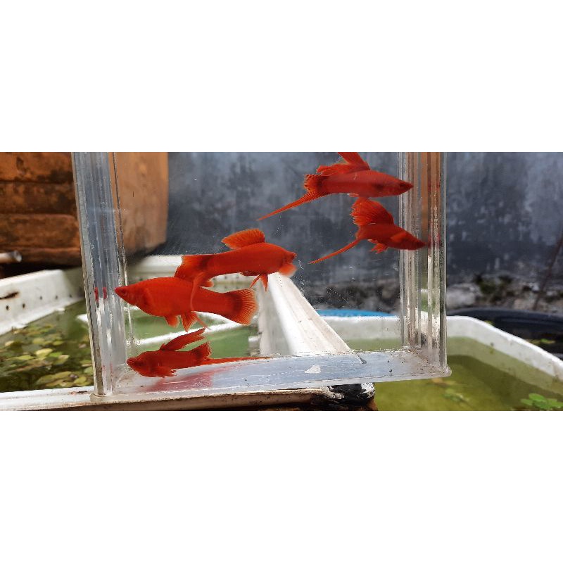 platy pedang blood red flicker