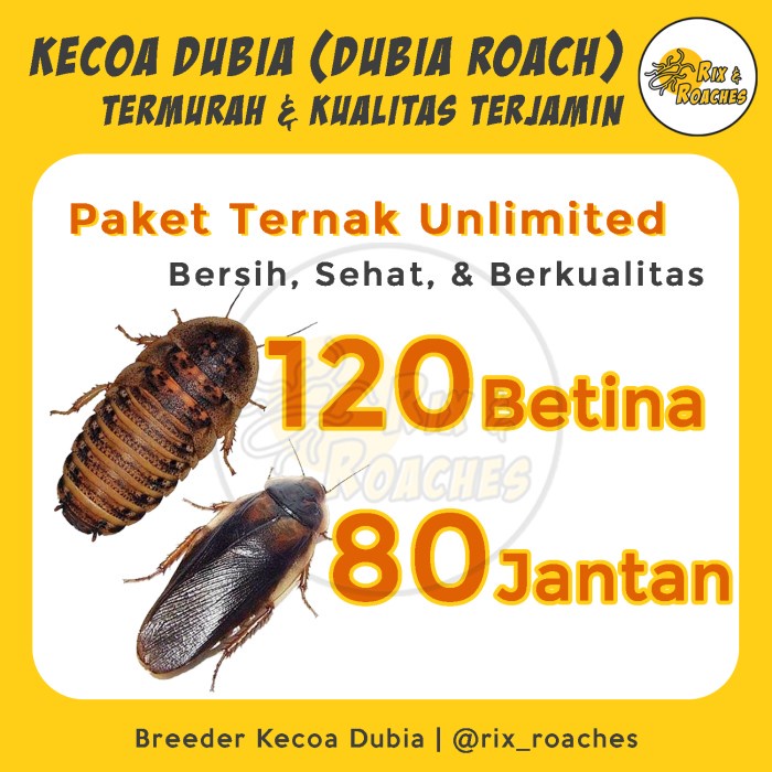 {BerjayaStore} Paket Ternak Dubia Unlimited . Indukan Kecoa Dubia Roaches Diskon