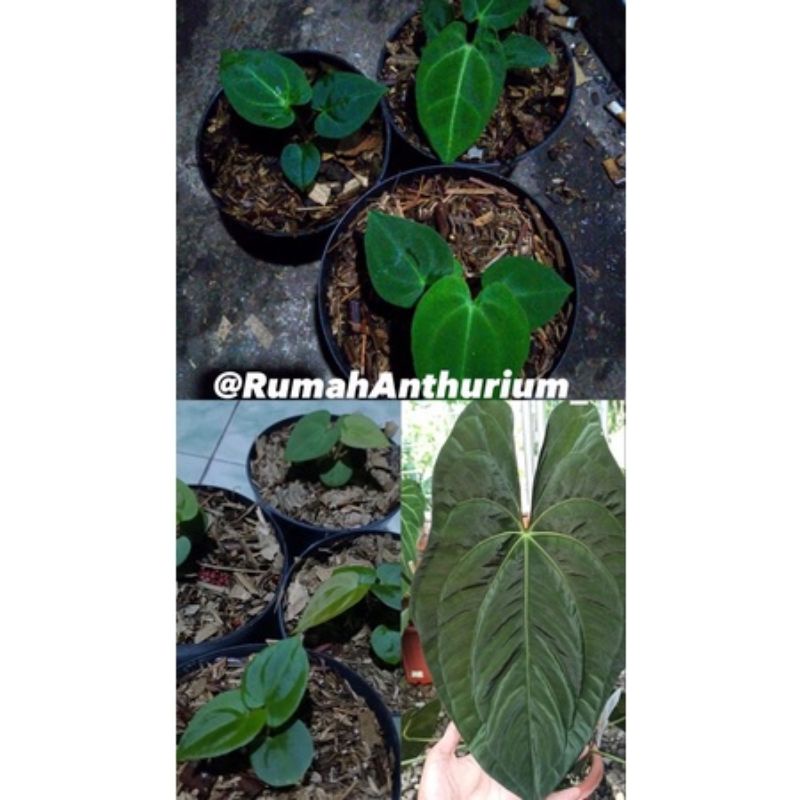 anthurium dark Phoenix baby
