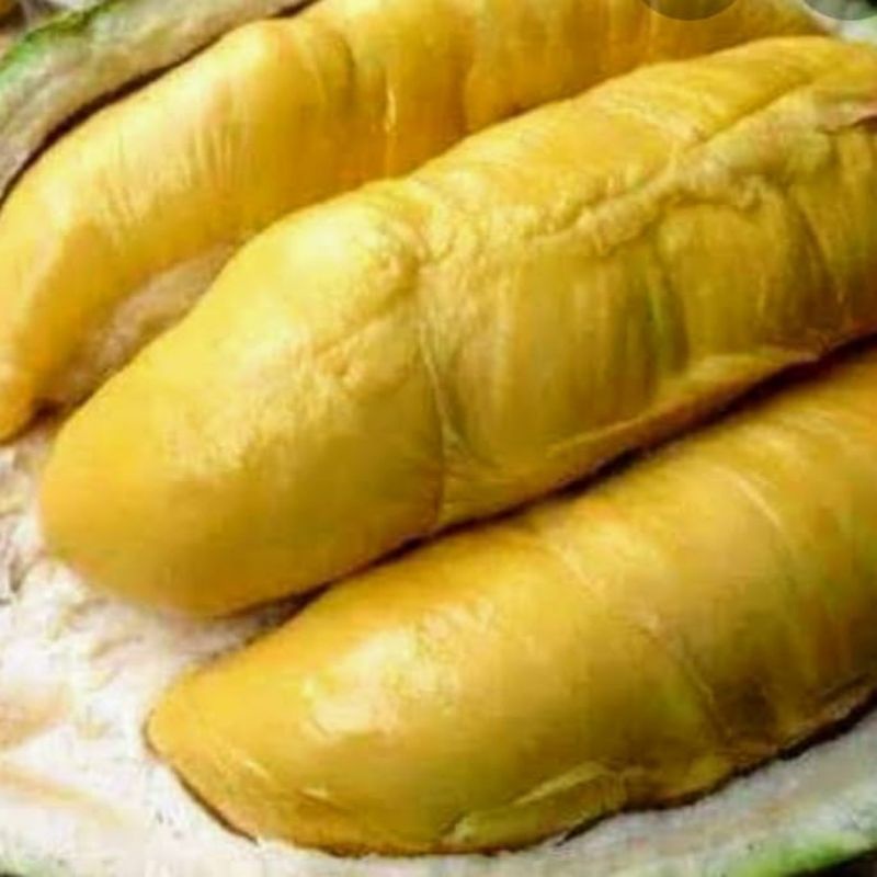 Durian Bajol kaki tiga Mojo Kediri