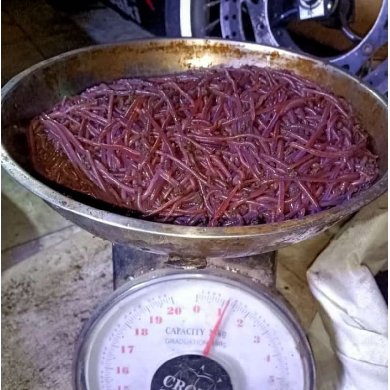 Cacing Tanah  1kg