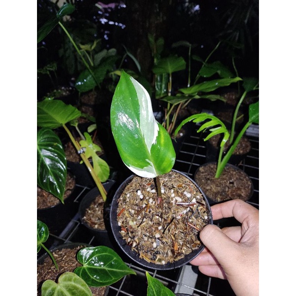 Philodendron Red Anderson - Philodendron Red Anderson Varigata