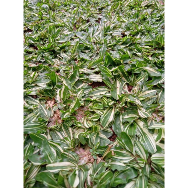 rumput gajah mini varigata