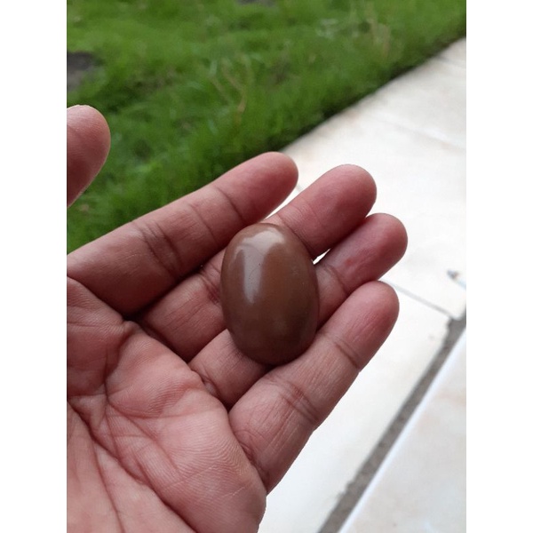 batu fosil nagasari polos hq jumbo