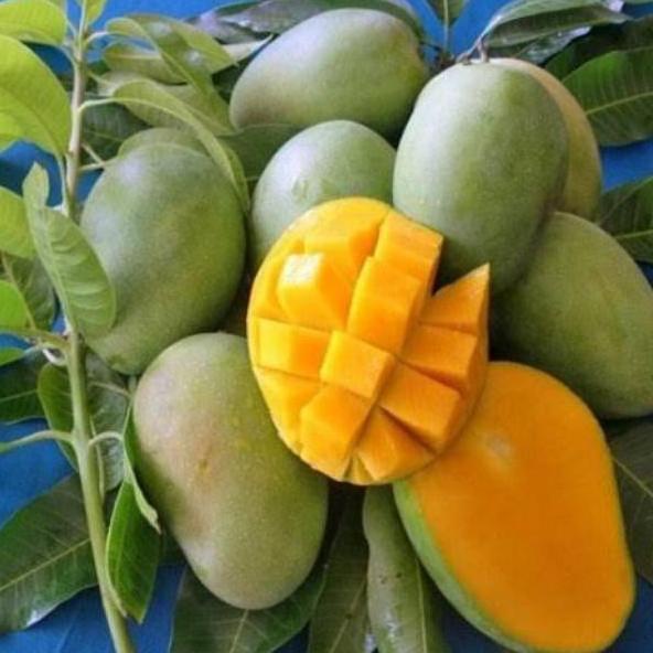 #promo# BIBIT MANGGA HARUM MANIS #muraaaah#buruaaan