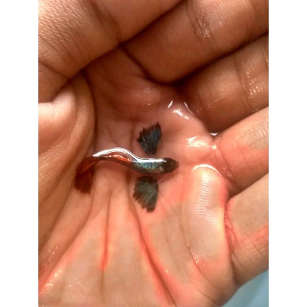 HIASAN AKUARIUM GUPPY PRTDE 1PASANG MURAH