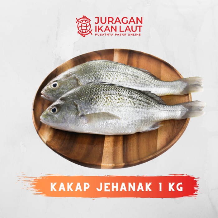 

Ikan Kakap Jehanak Putih Segar Berkualitas - 1 Kilogram