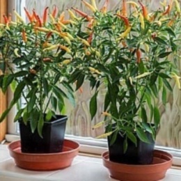 Benih Bibit Cabe Hias Sparkler Hot Pepper Cabai Pedas Isi 10 Biji