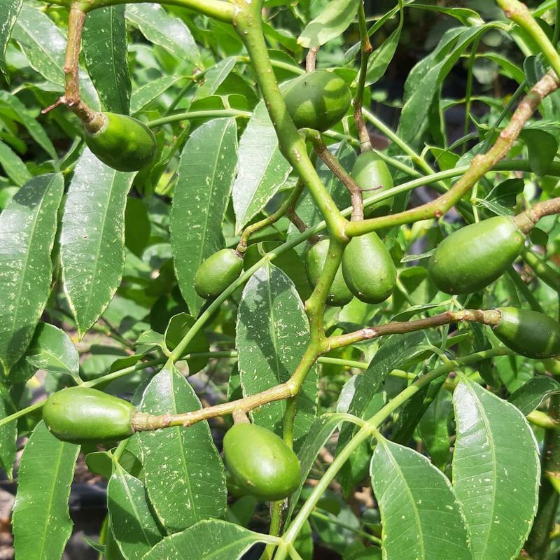 Pupuk Organik Pelebat Buah Dan Booster Kedondong Cepat Berbuah Lebat