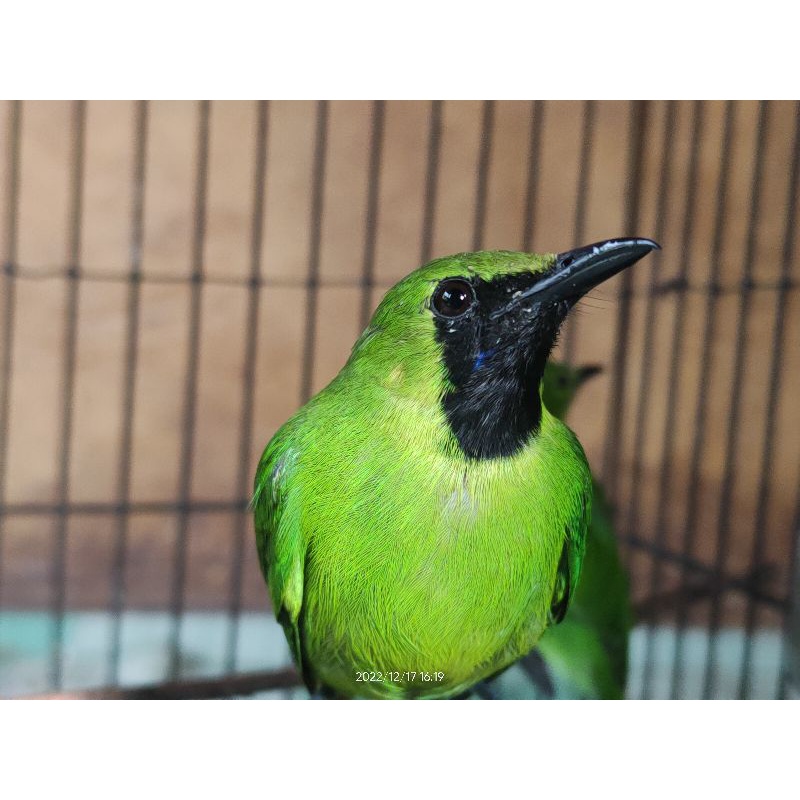 Cucak ijo mini sepasang