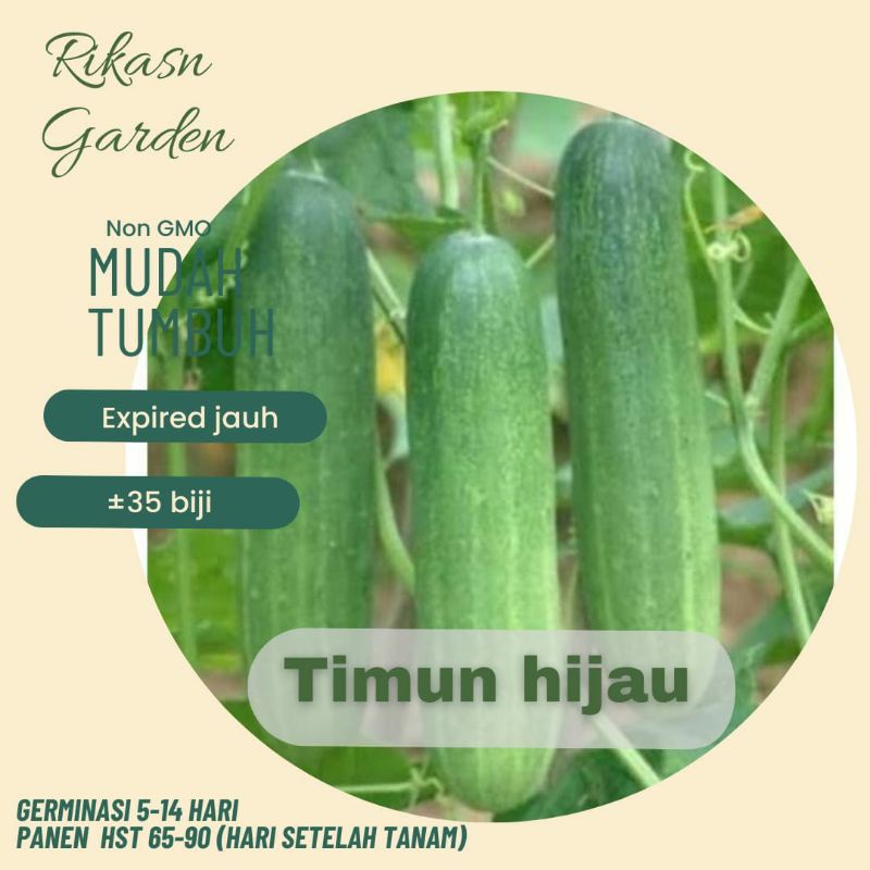 KHUSUS BATAM✅BENIH biji bibit timun hijau