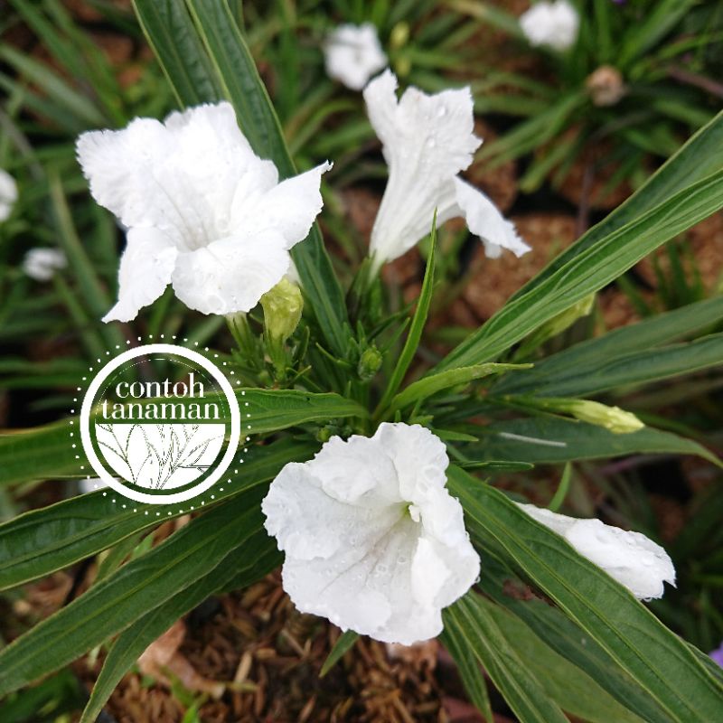 Ruellia Simplex White Katie