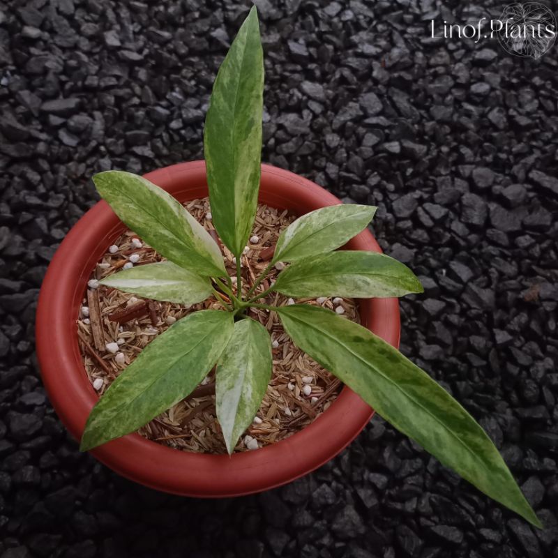 Tanaman Hias Baby Anthurium Vittarifolium Dasi Varigata not Dorayaki / Forgetii / Lidah Gajah / Papi