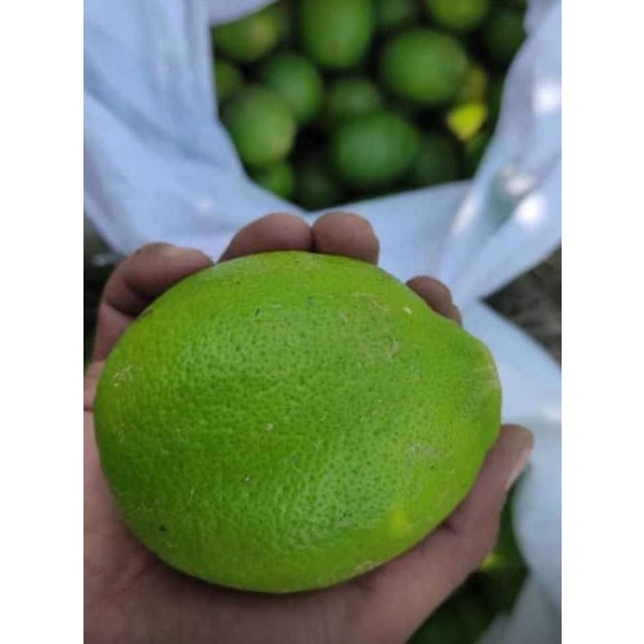

lemon california hijau