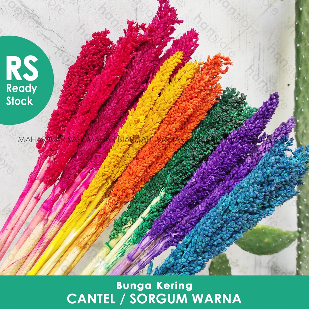 RS 3pcs Cantel WARNA / Sorgum / Bunga Cantel /  Dried Sorgum / Bunga Sorgom / Dried Flower / Bunga K