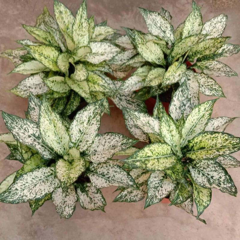 aglonema snow white dewasa