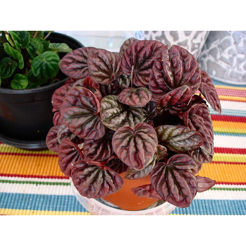 peperomia caperata merah/peperomia merah