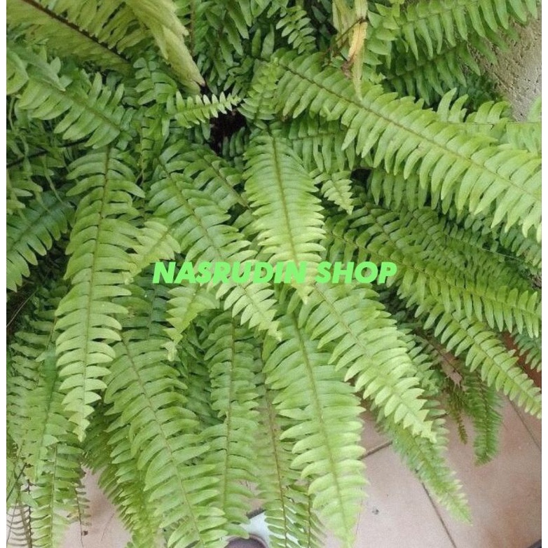 

[Fresh] TANAMAN HIAS PAKIS BOSTON