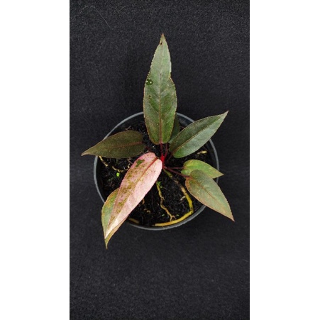 Anthurium Hookeri Pink