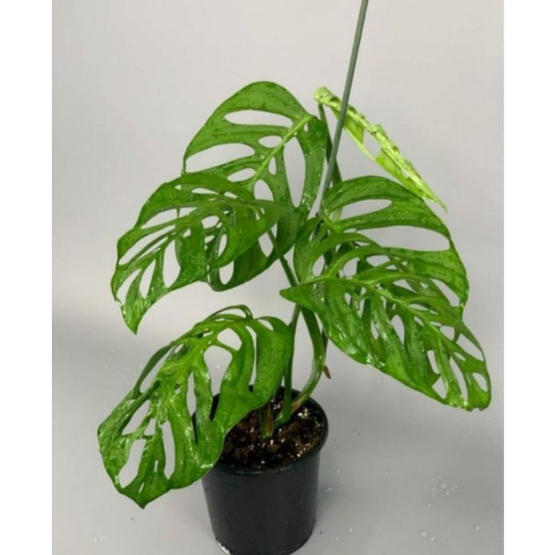 PROMO Bibit Batang Monstera esqueleto/tunas bonggol esqueleto...