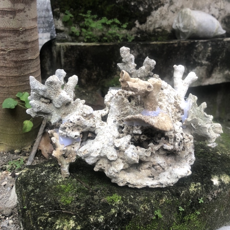 TRUMBU KARANG AKUARIUM AKUASCAPE BATU KARANG LAUT LUBANG GOA ASLI BESAR