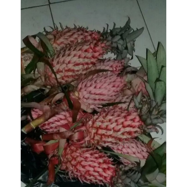 Nanas Hutan Nanas Merah Muda 300 Gram