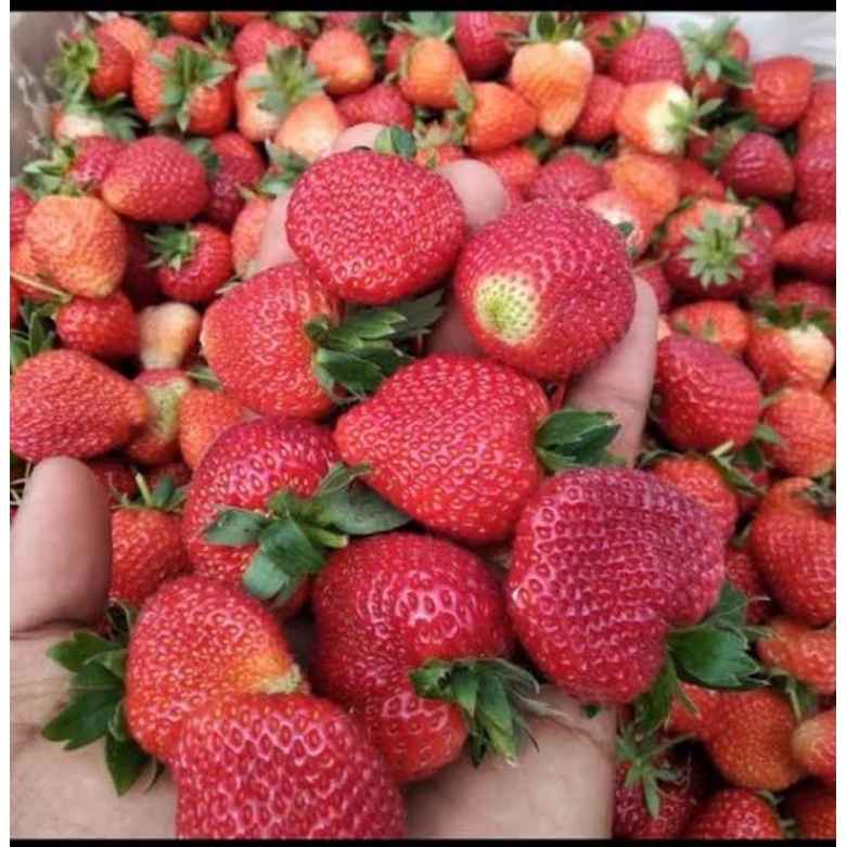 

Strawberry Fresh 1kg