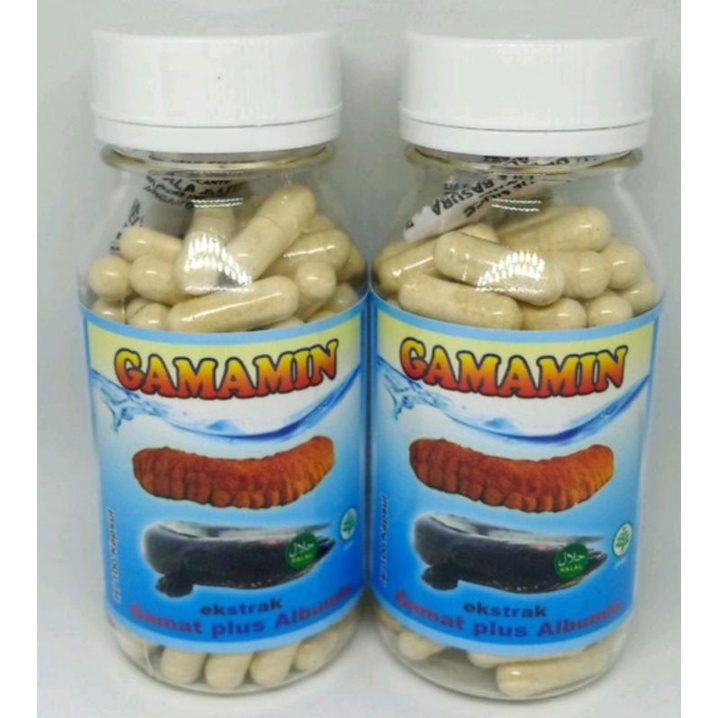 kapsul gamat plus albumim kapsul gamat emas plus ikan gabus ikan kutuk alami halal isi 100 kapsul