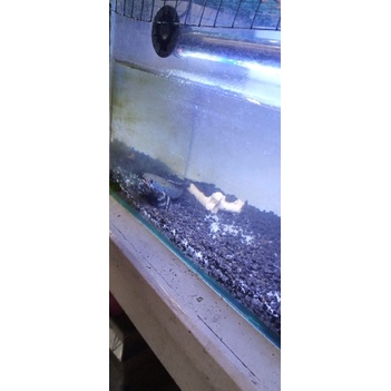 Ikan Channa Blue Pulchra size 15cm±