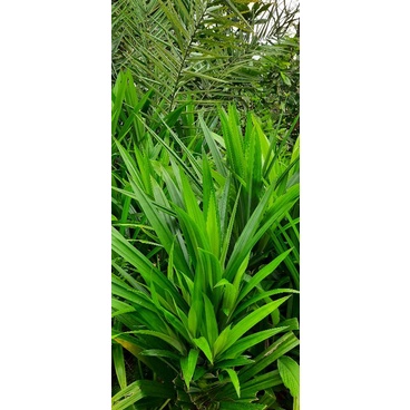 

Daun Pandan segar perikat 250gram