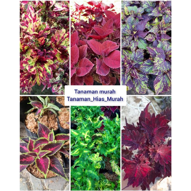 Paket 6 warna miana coleus murah sudah berakar bukan stek