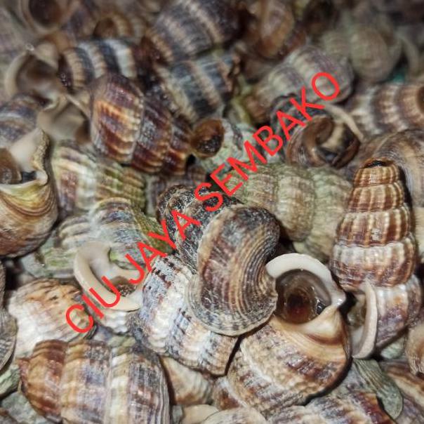 

(Etalase)[X36E]-㊚) KEONG NENEK BERSIH POTONG BUNTUT / KATANGLO BERSIH / CHAO LO / TUTUT / SIPUT SEDUT / KATANG LO amanah