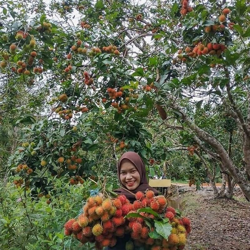 Pupuk Booster Organik Pelebat Buah Rambutan  Dan Perangsang Agar Cepat Berbuah