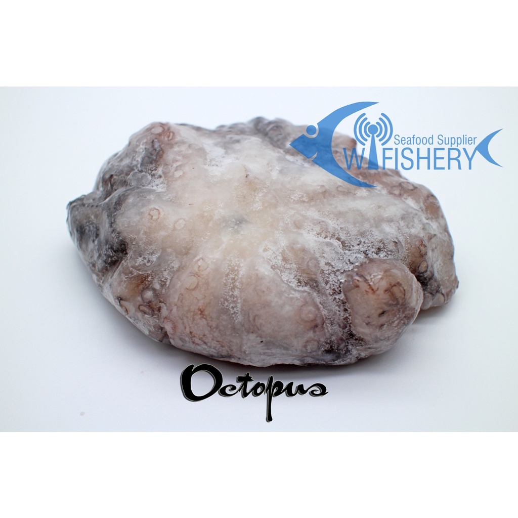 

Gurita / Octopus Utuh Beku 100-500gr / Ekor