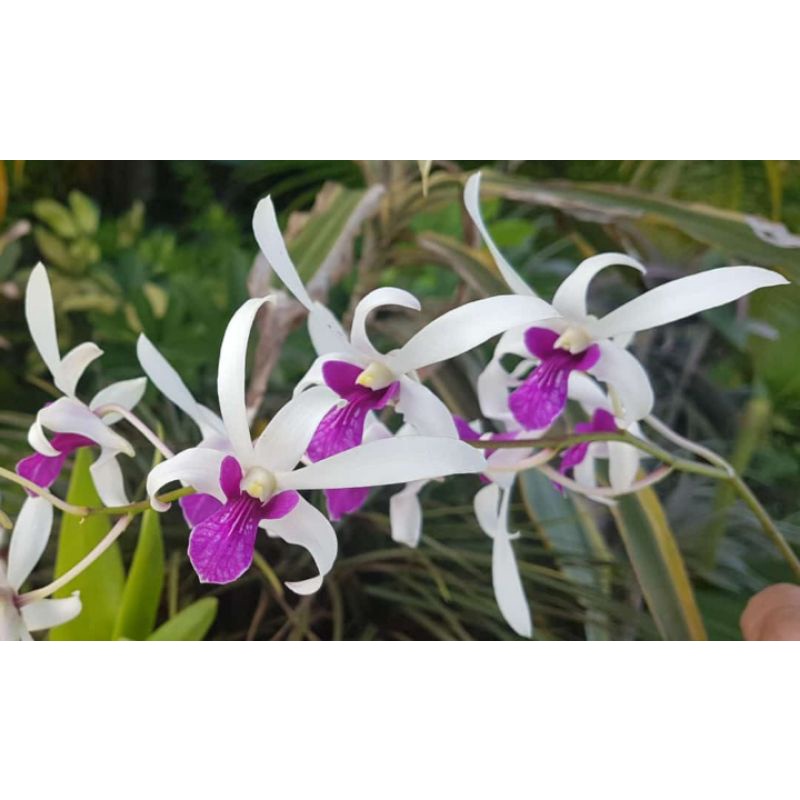 ID ANGGREK DENDROBIUM MESANGNIL