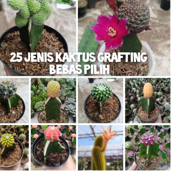 Kaktus mini FREE POT bebas pilih jenis