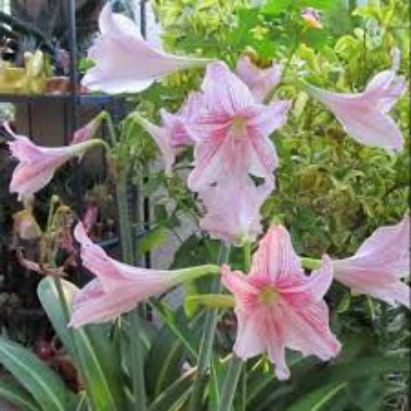 amarilis bunga pink umbi bunga bakung pink