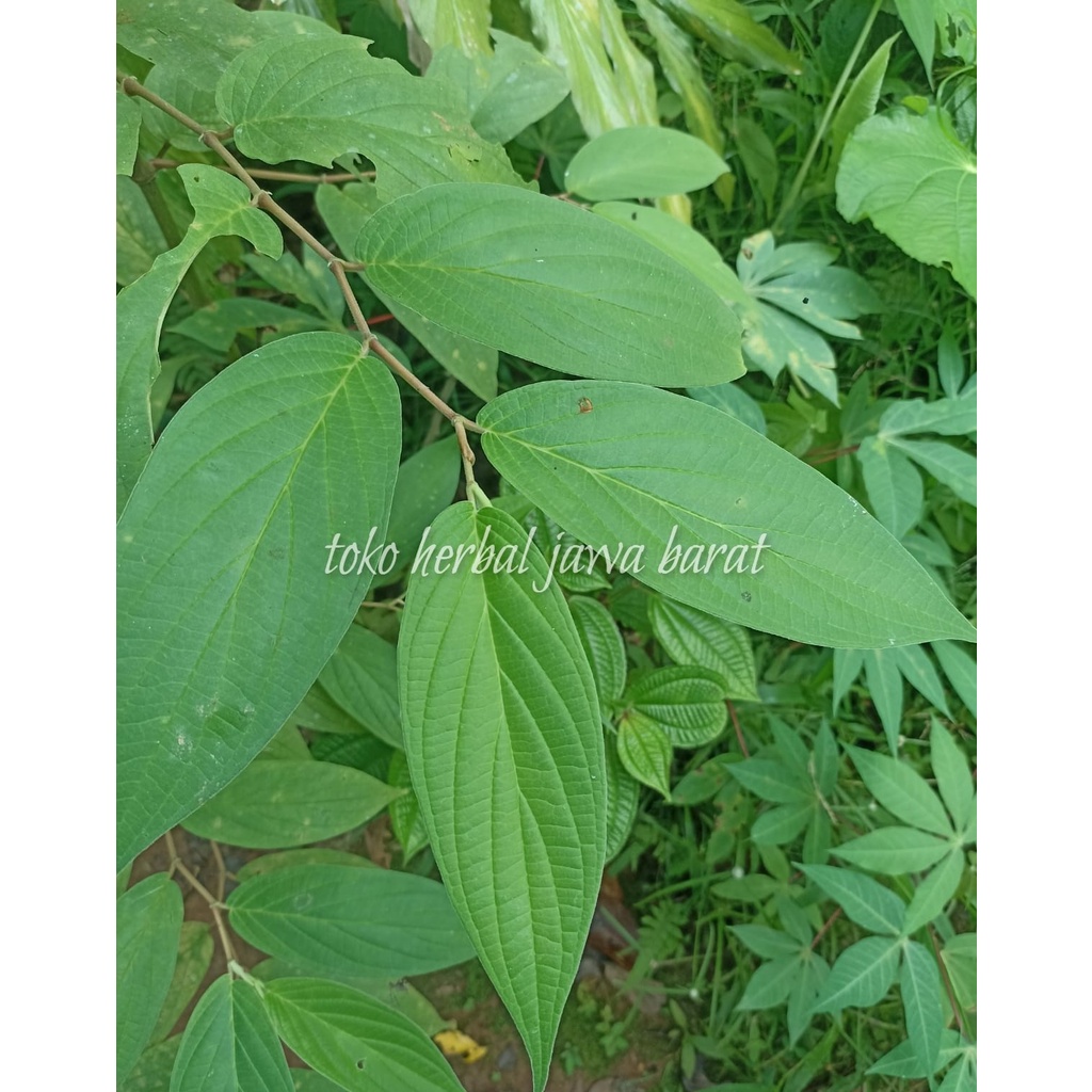 

Daun sirih hutan segar/daun seuseureuhan segar