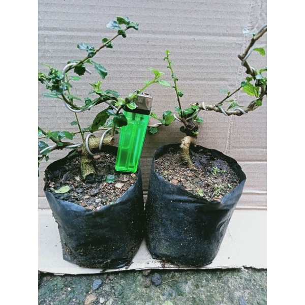 bonsai hokiantea import bibit /bahan