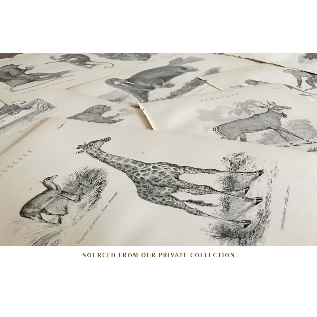 Handcrafted Mammals Illustrations Collection