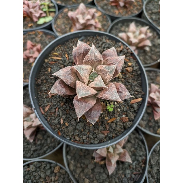 kaktus sekulen Haworthia coklat