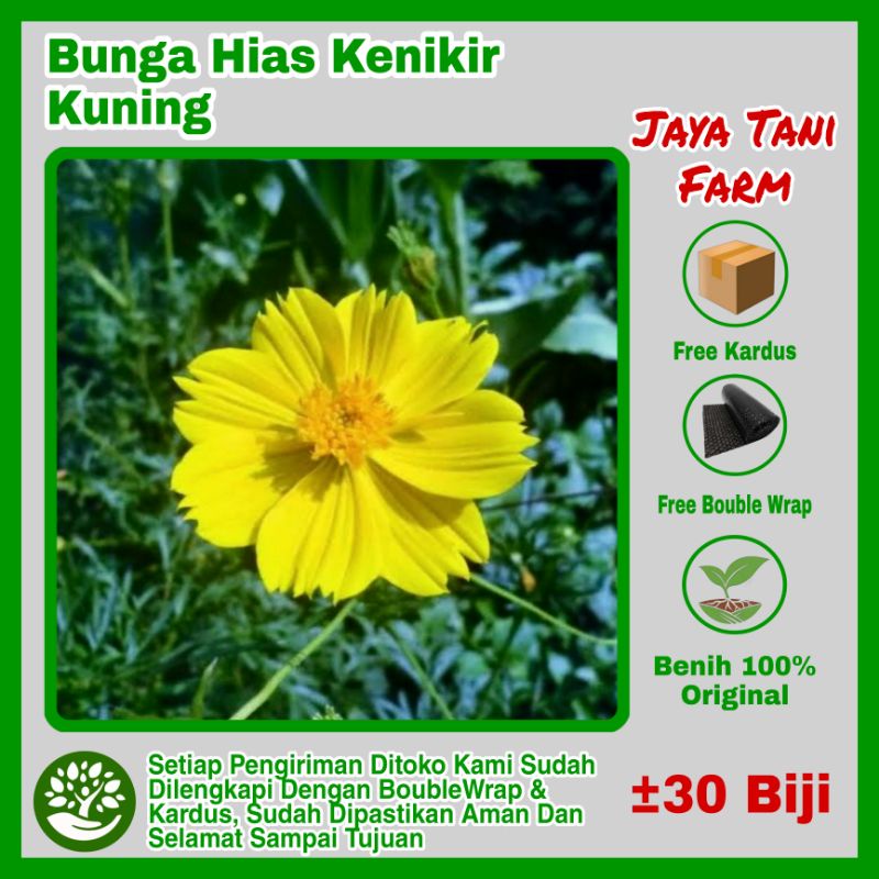 30 Biji Benih Bunga Kenikir Kuning / Bibit Tanaman / Benih Bunga / Benih Kenikir Kuning / Benih Bung