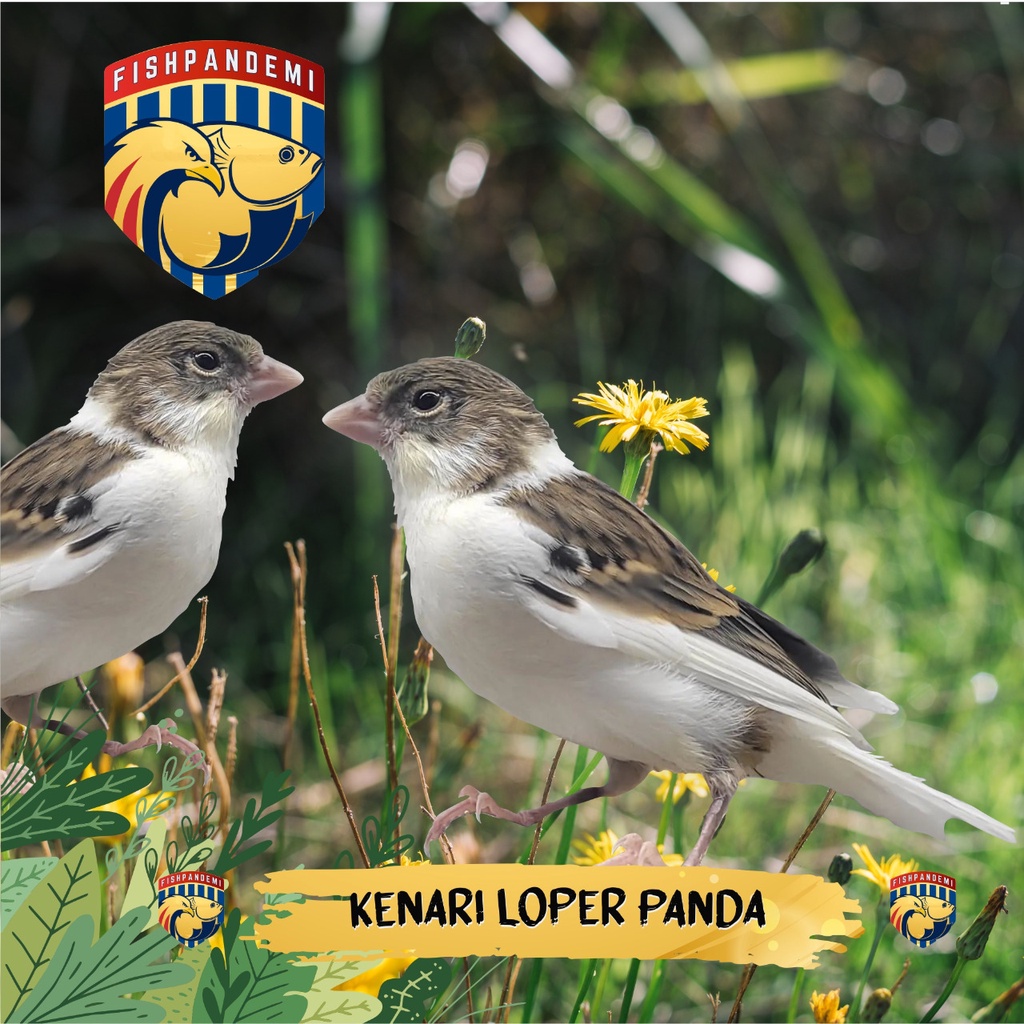 Kenari Loper Panda ada pilihan Jantan dan Betina