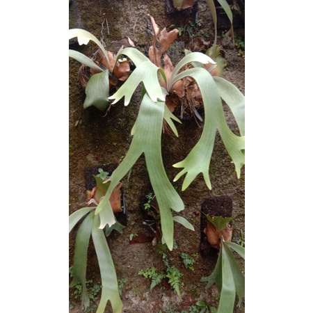 TANDUK RUSA DENGAN MEDIA SIAP PAJANG